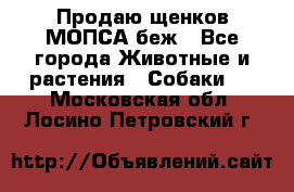 Продаю щенков МОПСА беж - Все города Животные и растения » Собаки   . Московская обл.,Лосино-Петровский г.